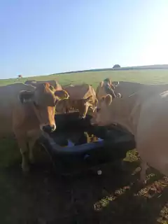 BEBEDOURO DE 1000 LITROS - Multiplas Rotomoldagem - Indústria de plásticos Rotomoldados