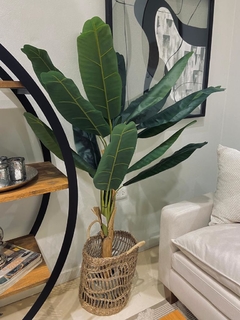 PLANTA BANANA 150CM