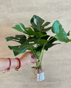 Planta 9 hojas 40 cm - comprar online
