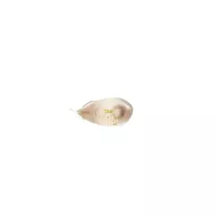 Cola em Fita Suavitá Holic Delicata - 6mx8mm - Tris - loja online