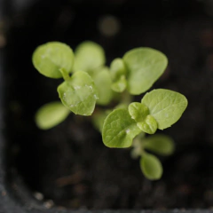 Platycodon Grandiflorus en internet