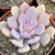 ECHEVERIA CUPID POTE 9/11 - comprar online