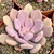 ECHEVERIA CUPID POTE 9/11 - Suculentas Raras