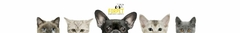 Banner de la categoría Perro