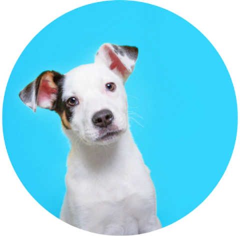 ALIMENTO PARA PERROS