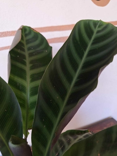 Calathea Zebrina - 5L - comprar online