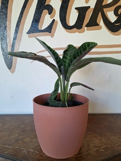 Calathea Zebrina - 5L en internet
