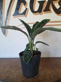 Calathea Zebrina - 5L - Flores Negras Plantas