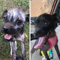 Pomada Cicatrizante WOOF en internet