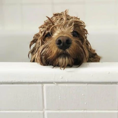 Shampoo Lavanda WOOF - Chila Pet's