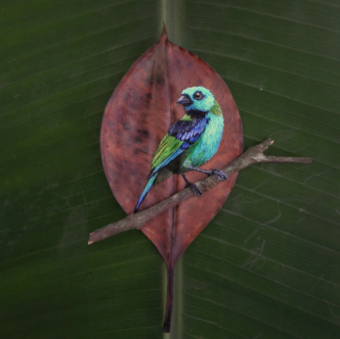 Saíra-sete-cores | moldura 18x18cm