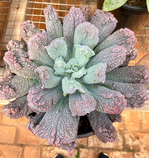 Echeveria Linguas (Pote 11)