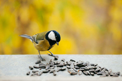 Banner de la categoría Alimentos