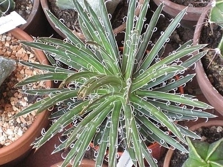 Agave filifera - comprar en línea