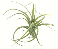 Tillandsia 'Dzityá' - comprar en línea