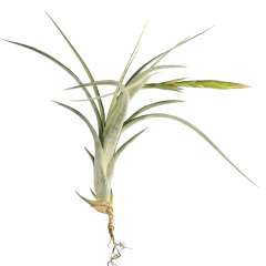 Tillandsia 'Dzityá' en internet