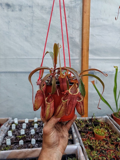 Nepenthes sin ID - comprar online