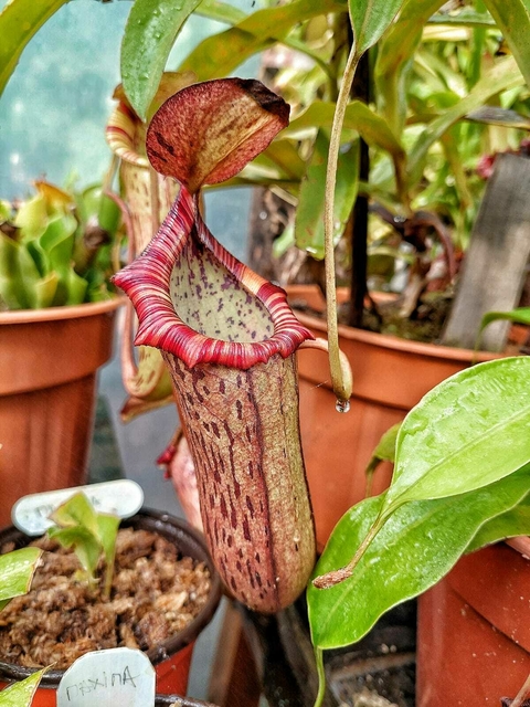 Nepenthes Ventricosa x Spectabilis - comprar online