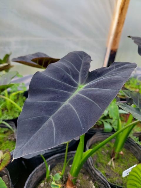 Colocasia Coal Miner