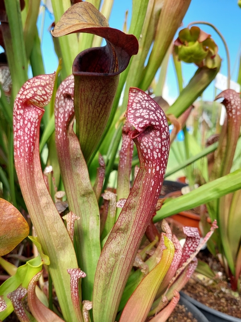 Sarracenia Leucophylla x Psittacina