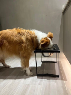 Comedero NET doble - perros grandes en internet