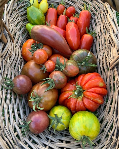 Banner de la categoría Semillas de Tomates