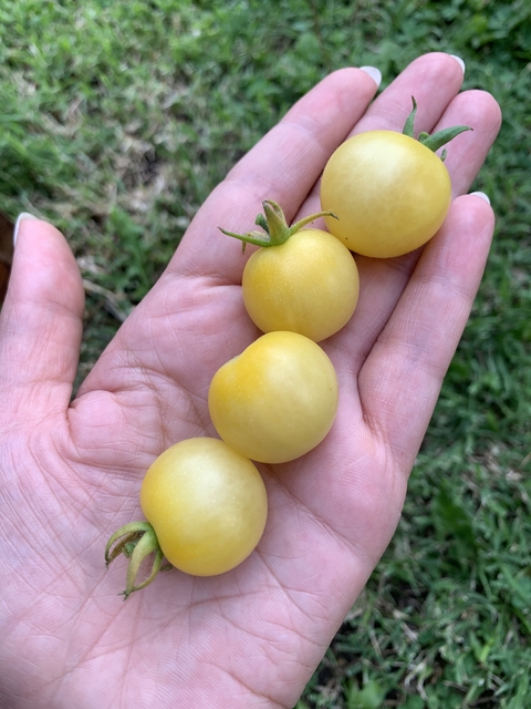 Semillas de Tomate Cherry Blanco " Mirabelle Blanche" (Solanum lycopersicum)