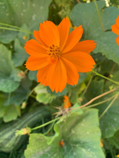 Semillas de Cosmos Naranja Sulphureus