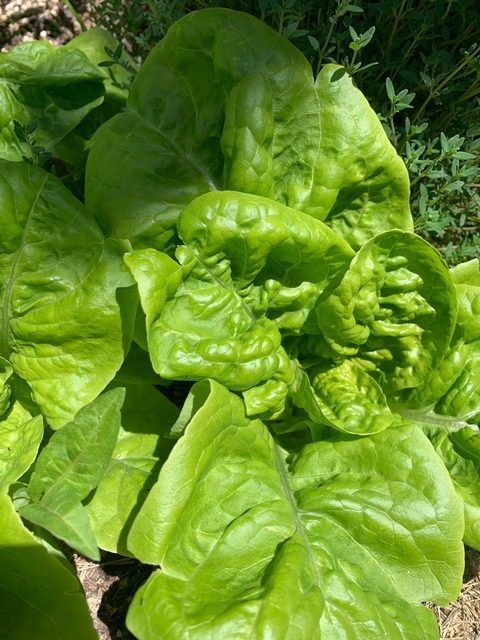 Semillas de Lechuga Criolla (verde-Blanca)