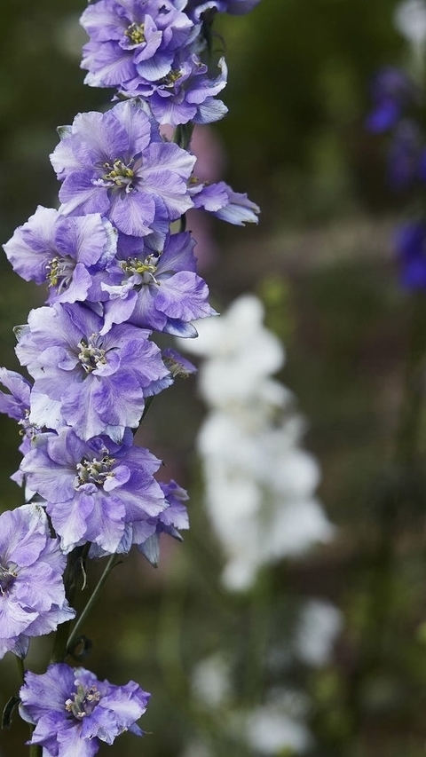 Combo de Semillas de Flores Otoño Invierno (15 variedades) - comprar online