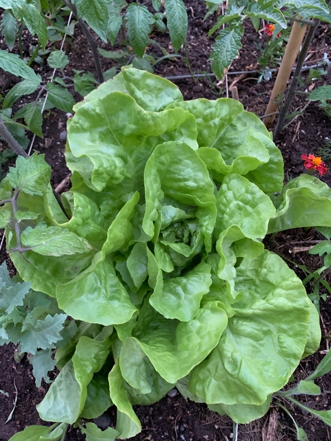 Semillas de Lechuga Divina (Mantecosa Verde Verano)