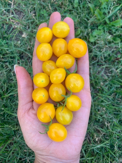 Semillas de Tomate Cherry Millefleur