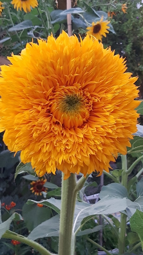 Semillas de Girasol Teddy Bear o Peluche Moo