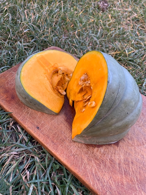 Semillas de Zapallo Gris Plomo