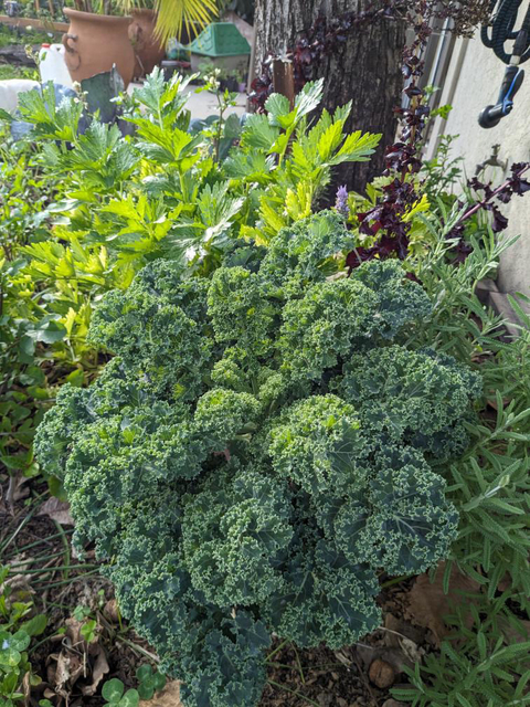 Semillas de Kale Blue Curled