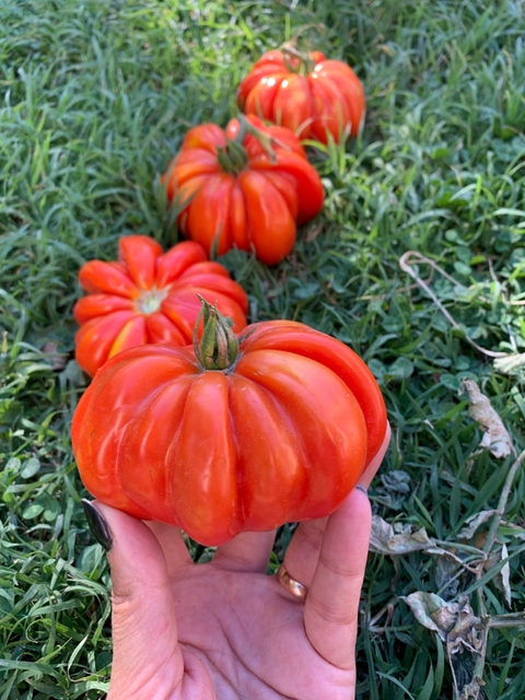 Semillas de Tomate Sharpei Rot