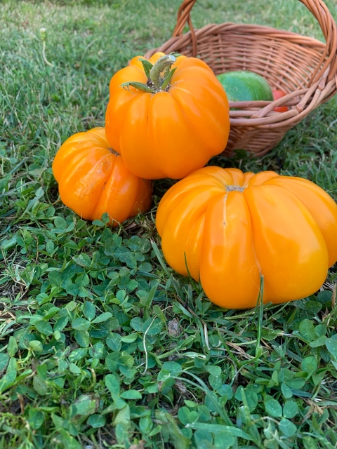 Semillas De Tomate Florentine Beuty - Pitanga (Solanum sect. Lycopersicon)