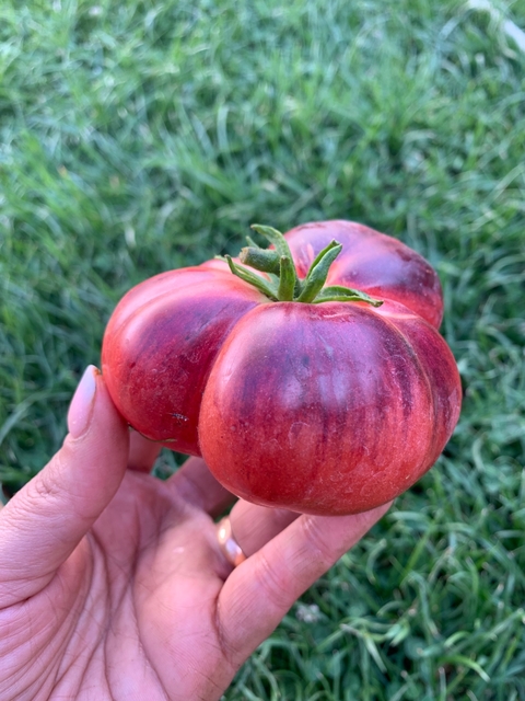 Semillas de Tomate Azul