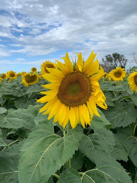 Semillas de Girasol