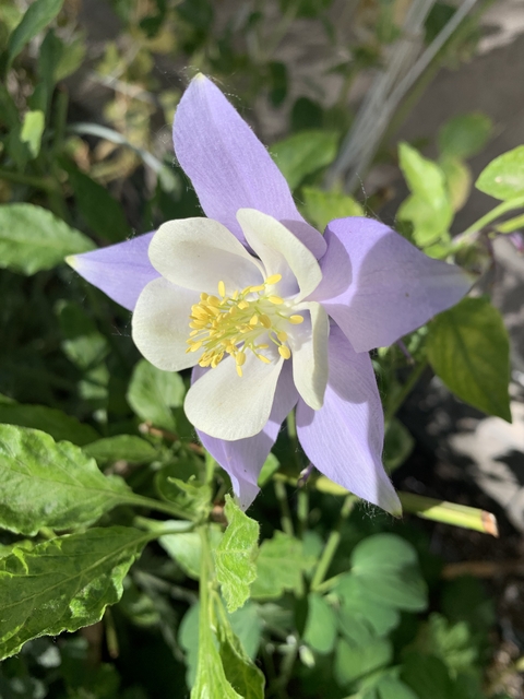 Semillas de Flor Aquilegia MC Kana Giants Mix (AQUILEGIA VULGARIS) - comprar online