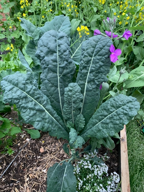 Semillas de Kale Di Toscano