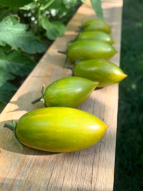 Semillas de Tomate Artisan Green Tiger