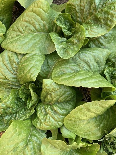 Combo de Semillas de HOJAS VERDES para HUERTAS (10 variedades)