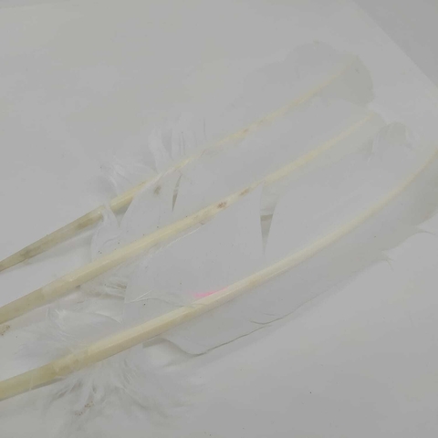 Pluma de pato x 10 unidades