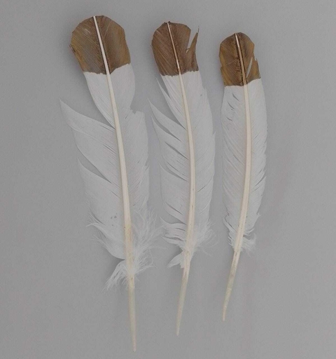 Pluma de pato x 10 unidades