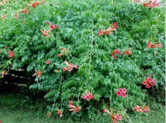Bignonia Anaranjada - Campsis Radicans en internet