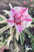 Variegata BIANCA pre venda (Envio final de fevereiro)