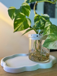 Hidroterrario - comprar online