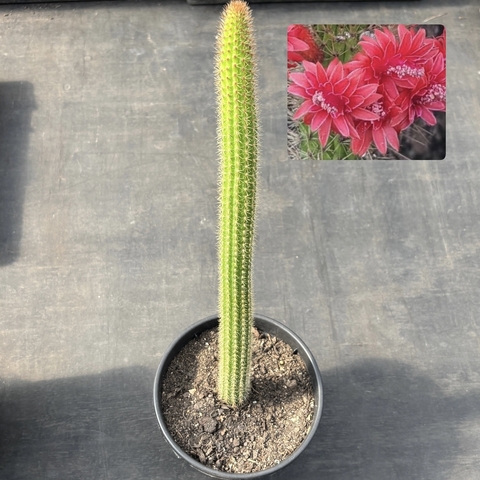 Cleistocactus Samaipatanus - rabo de raposa pote 14 - comprar online