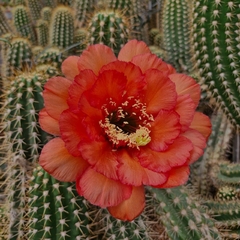 Trichocereus grandiflorus pote 07 - Cactario JD